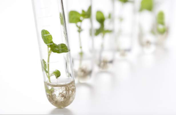 priotitarias biotecnologia